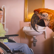 終わりの鳥 2枚目の写真・画像