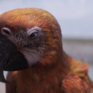 終わりの鳥 5枚目の写真・画像