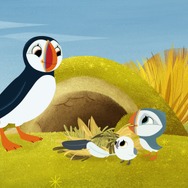 パフィンの小さな島 9枚目の写真・画像