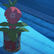 ホウセンカ 7枚目の写真・画像