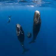 パトリックとクジラ 6000日の絆 2枚目の写真・画像