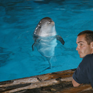 グラン・ブルー 完全版 4K 2枚目の写真・画像