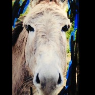 シナリオ 5枚目の写真・画像