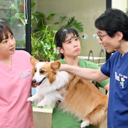 火曜ドラマ「初恋DOGs」サイドストーリー「初恋アンダーDOGs～負け犬と初恋～」ⒸTBS