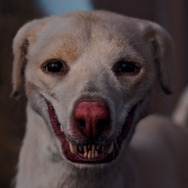 狗神の業 2枚目の写真・画像