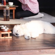 「初恋DOGs」5話