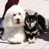 「初恋DOGs」第6話 ©TBS