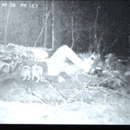 『子鹿のゾンビ』© 2025 ITN Distribution Inc. All Rights Reserved.