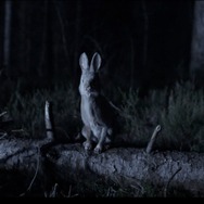 『子鹿のゾンビ』© 2025 ITN Distribution Inc. All Rights Reserved.