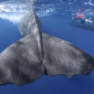 パトリックとクジラ 6000日の絆 4枚目の写真・画像