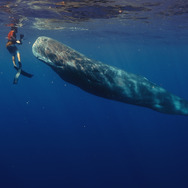 パトリックとクジラ 6000日の絆 7枚目の写真・画像