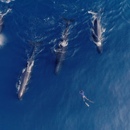 パトリックとクジラ 6000日の絆 8枚目の写真・画像