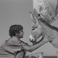 ⼩さなロバ、ビム 4K 2枚目の写真・画像