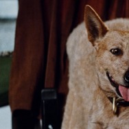 『ロードゲーム』© 1981 STUDIOCANAL - Quest Films Pty Ltd. All Rights Reserved.