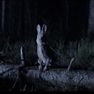 『子鹿のゾンビ』© COPYRIGHT 2025 ITN DISTRUBTION