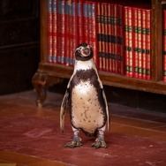 ペンギン・レッスン 11枚目の写真・画像