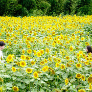 『盤上の向日葵』©2025映画「盤上の向日葵」製作委員会