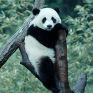 パンダのすごい世界 3枚目の写真・画像