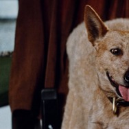 ロードゲーム 14枚目の写真・画像