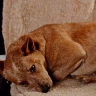 ロードゲーム 16枚目の写真・画像