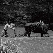黒の牛 3枚目の写真・画像
