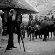 黒の牛 4枚目の写真・画像