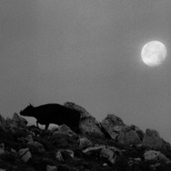 黒の牛 6枚目の写真・画像