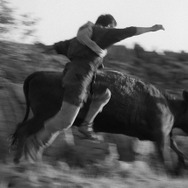 黒の牛 7枚目の写真・画像