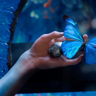 「人間標本」©2025 Amazon Content Services LLC or its Affiliates.