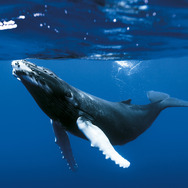 『オーシャンズ』© 2009 Galatée Films – Pathé – France 2 Cinéma – France 3 Cinéma – Notro Films – JMH-TSR