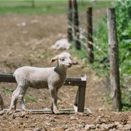 北の食景 15枚目の写真・画像