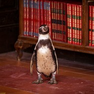 『ペンギン・レッスン』