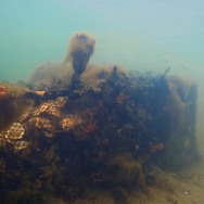 水の中で息をする ―彼女でも彼でもなく― 11枚目の写真・画像