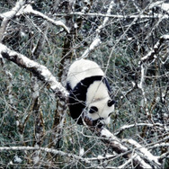 『パンダのすごい世界』