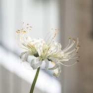 『鬼の花嫁』©2026「鬼の花嫁」製作委員会