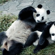 パンダのすごい世界 5枚目の写真・画像