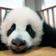 パンダのすごい世界 6枚目の写真・画像