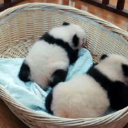 パンダのすごい世界 8枚目の写真・画像