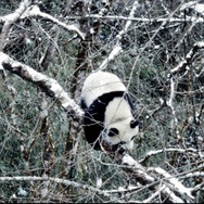 パンダのすごい世界 9枚目の写真・画像