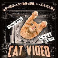 CatVideoFest 1枚目の写真・画像