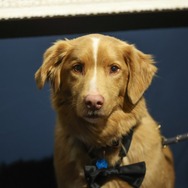 インディ（2025年のSXSWにて）Photo by Diego Donamaria/SXSW Conference & Festivals via Getty Images