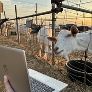予告鑑賞中の加藤牧場のヤギさん