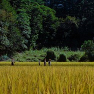 Riceboy ライスボーイ 9枚目の写真・画像