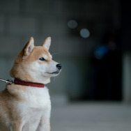 「冬のなんかさ、春のなんかね」3話©日テレ