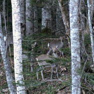 森に聴くListen to the Forest 6枚目の写真・画像