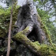 森に聴くListen to the Forest 7枚目の写真・画像