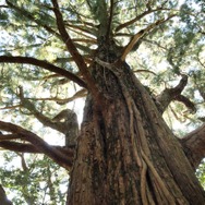 森に聴くListen to the Forest 9枚目の写真・画像