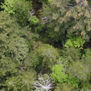 森に聴くListen to the Forest 15枚目の写真・画像