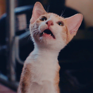 CatVideoFest 2枚目の写真・画像