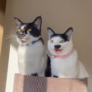 CatVideoFest 3枚目の写真・画像